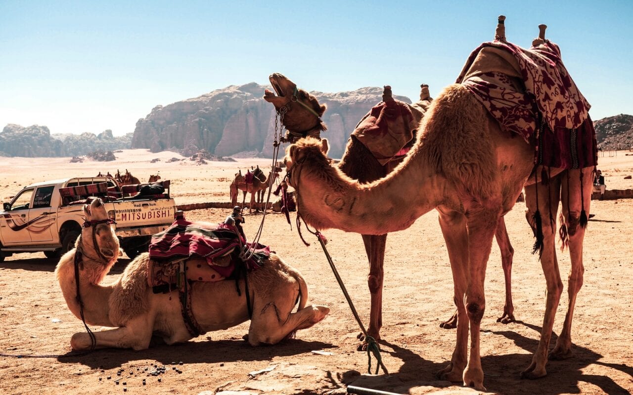 Wielbłądy na Wadi Rum
