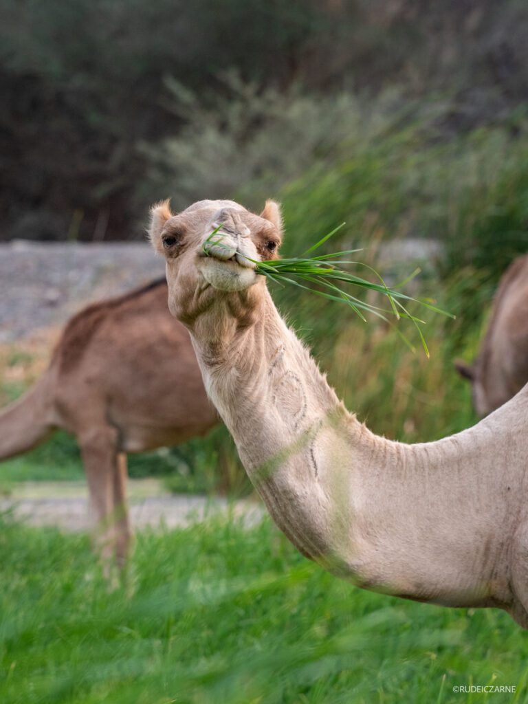 Co-zobaczyc-w-arabii-saudyjskiej