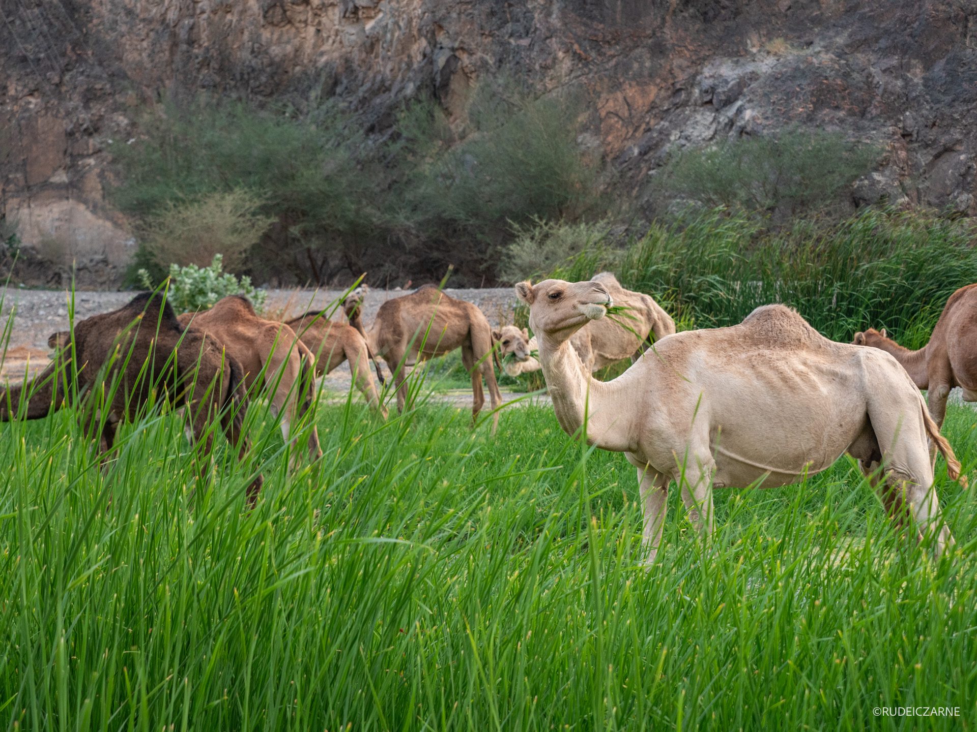 Co-zobaczyc-w-arabii-saudyjskiej