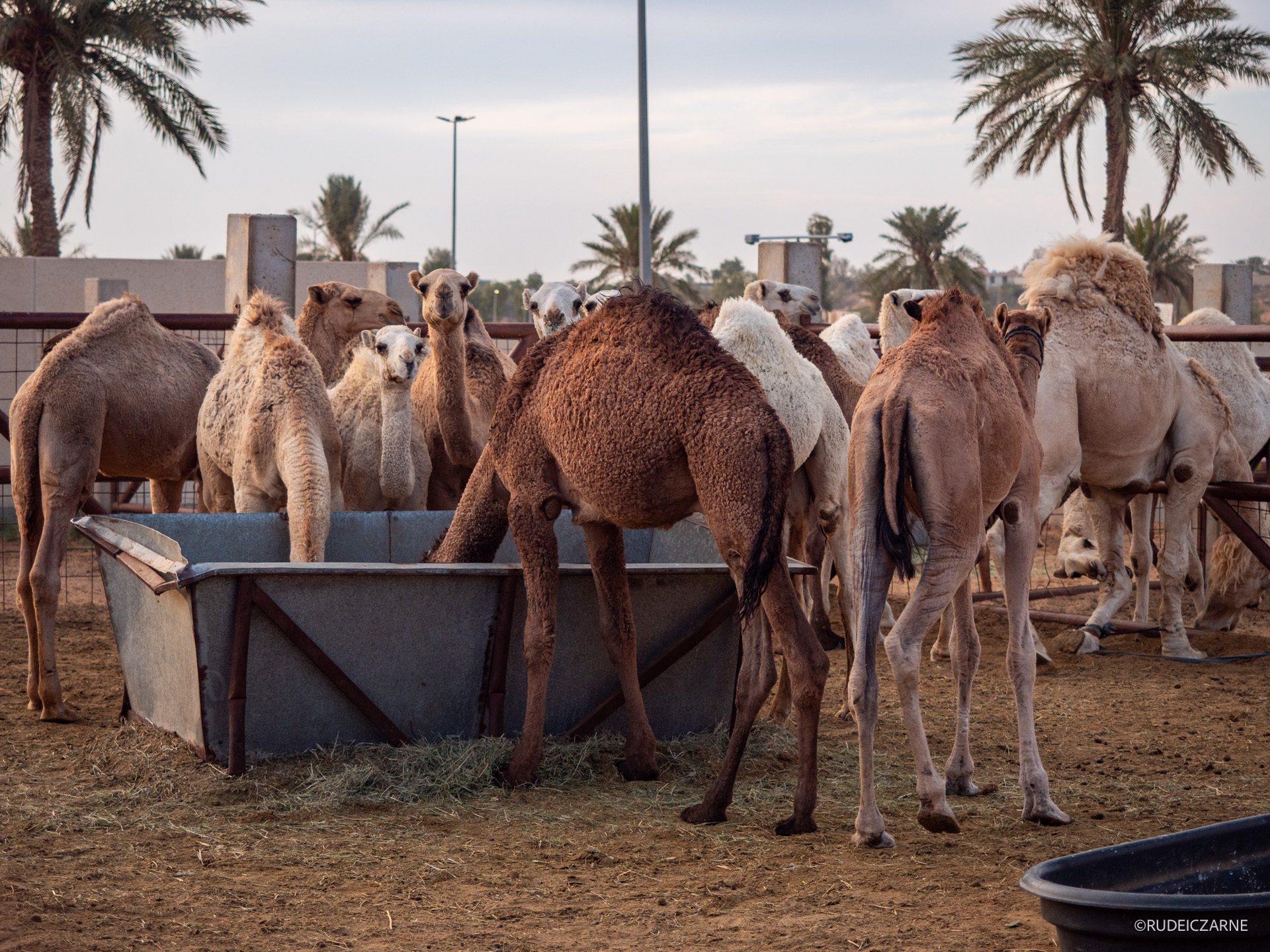 Co-zobaczyc-w-arabii-saudyjskiej