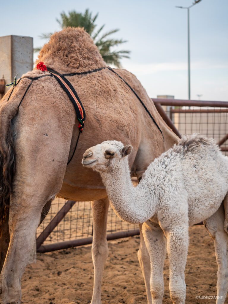 targ-wielbladow-arabia