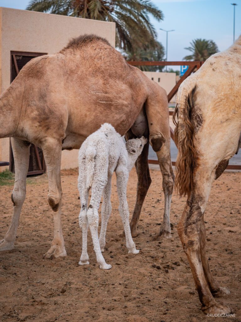 targ-wielbladow-arabia