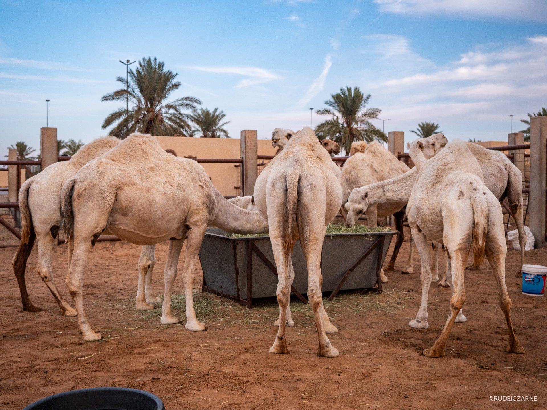 Co-zobaczyc-w-arabii-saudyjskiej