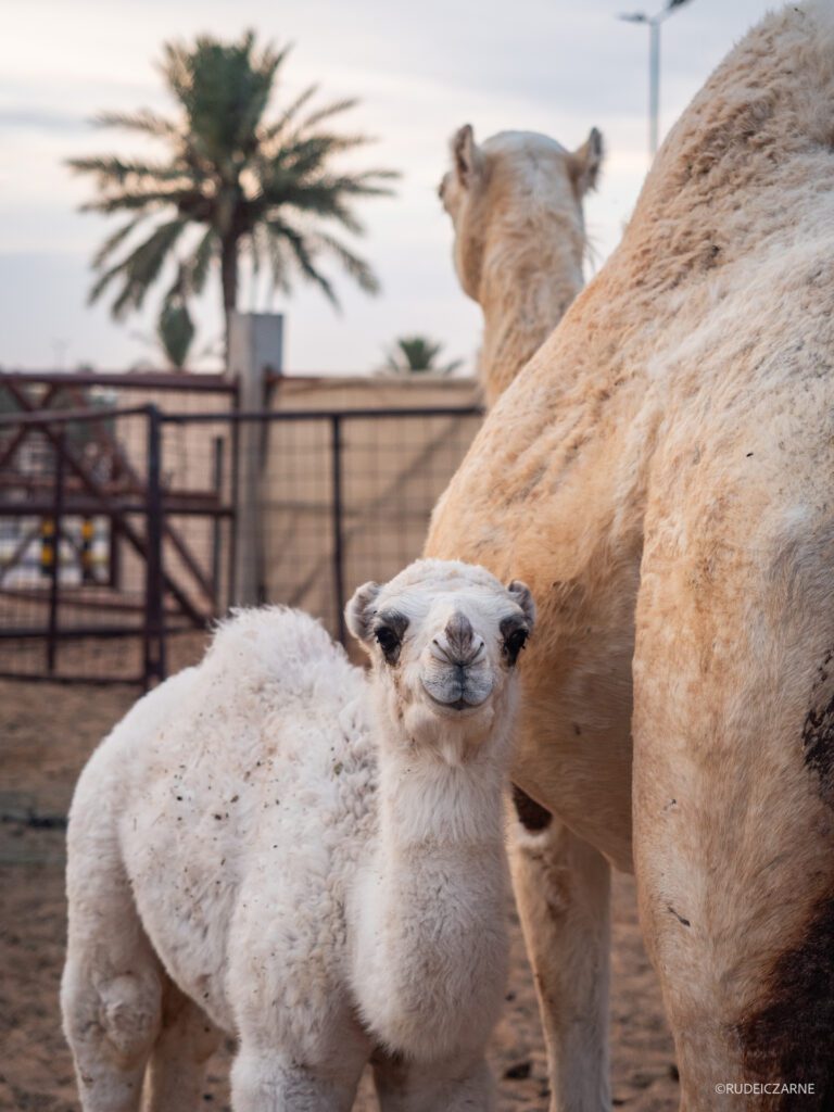 targ-wielbladow-arabia