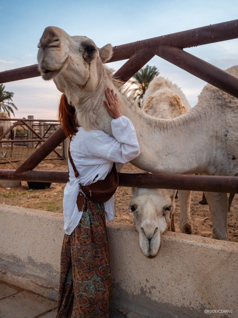 targ-wielbladow-arabia