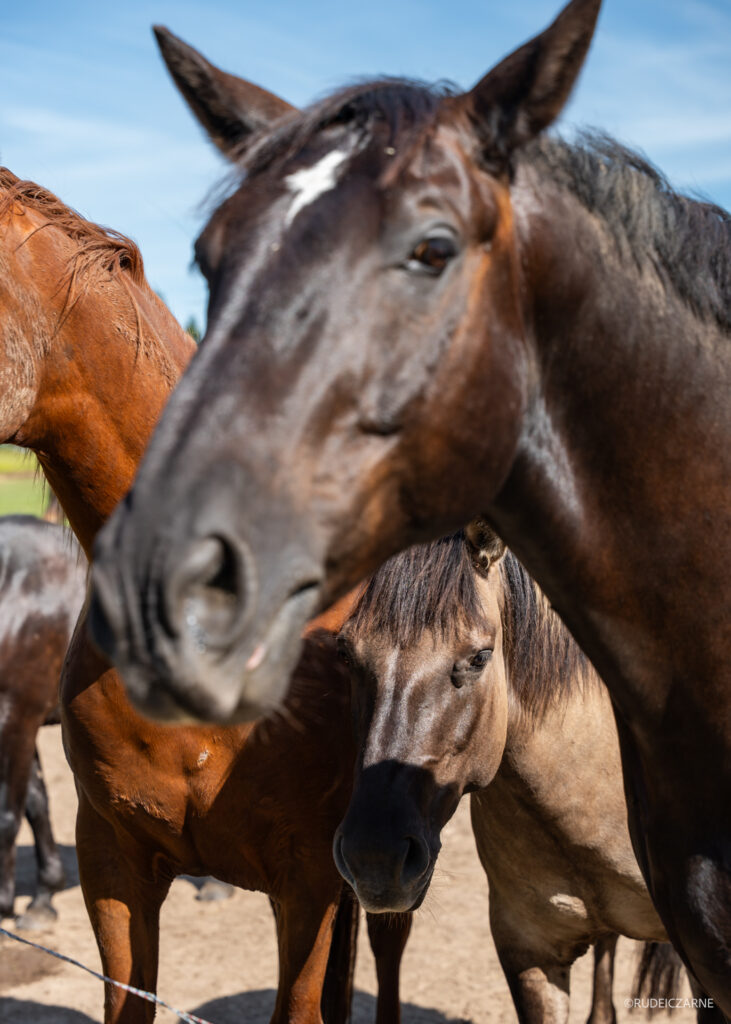 Żmudź-na-litwie